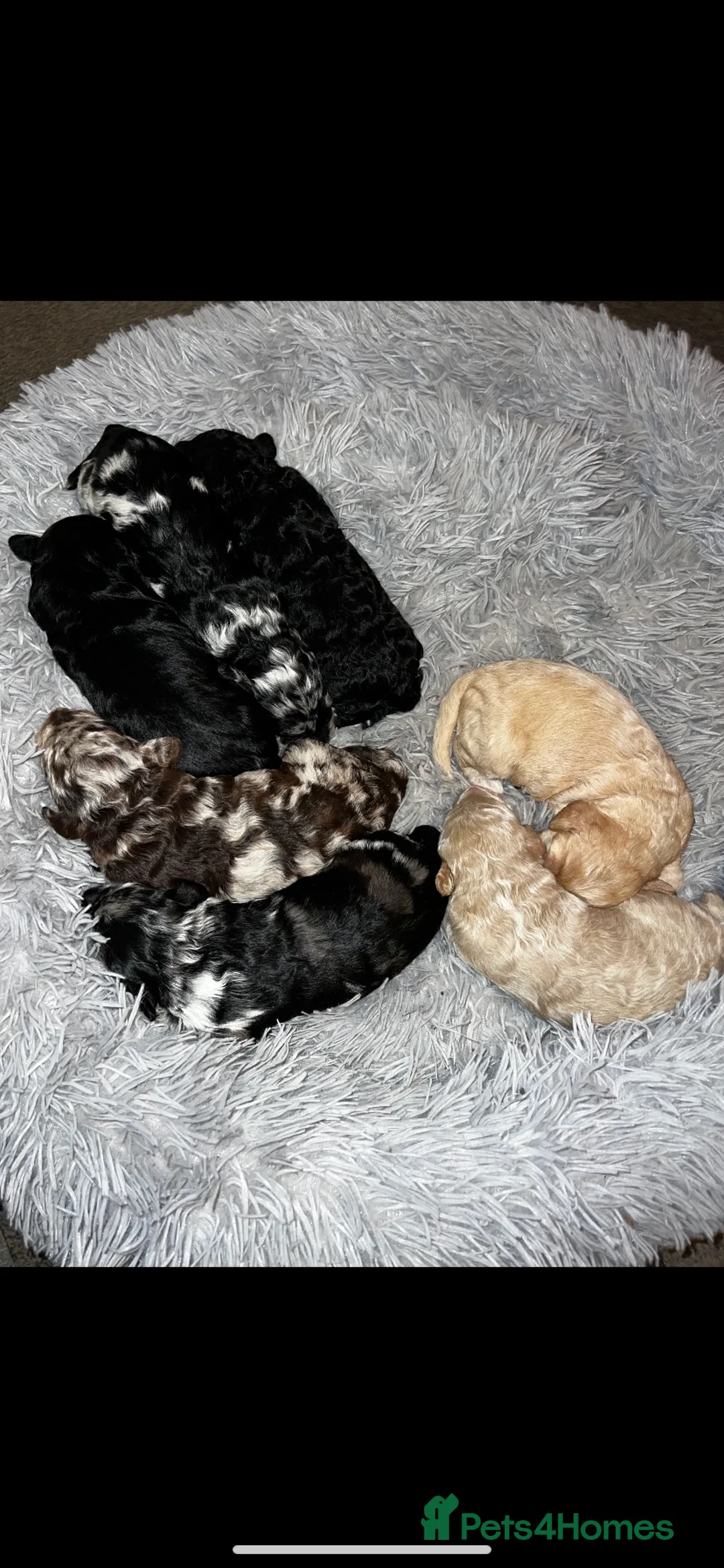 Miniature Poodle dogs for stud: Miniature poodle blue merle for stud in Bradford - Advert 14