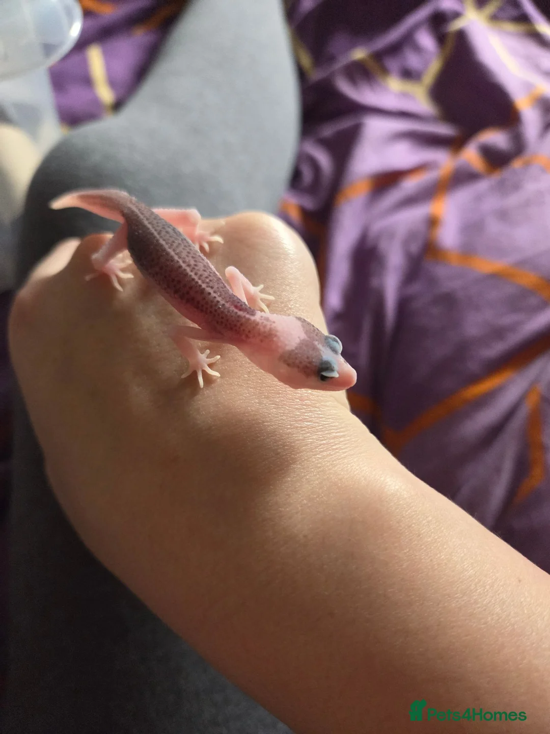 Gecko reptiles for sale: Leopard gecko baby's ready for new homes in Holsworthy - Advert 7