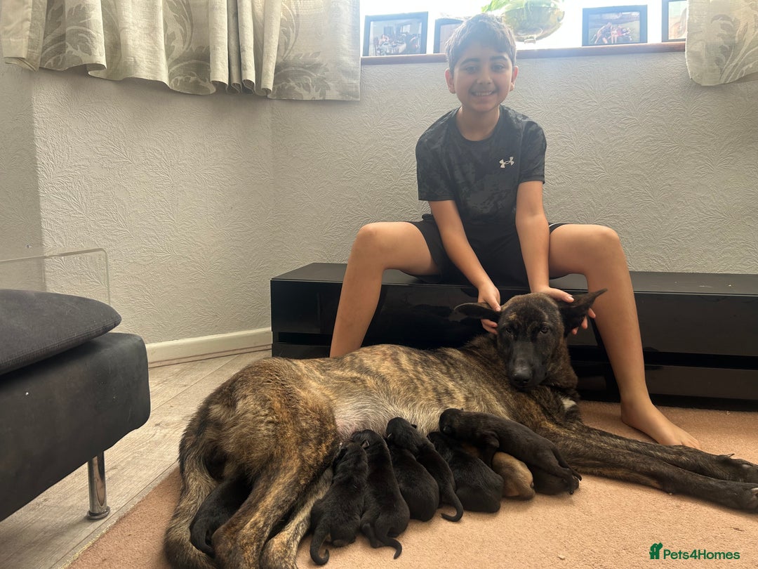 German Shepherd dogs for sale: ALFREDO  - Image 8