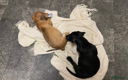 Mixed Breed dogs for sale: Patterjack cross Dachshund  - Image 7