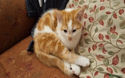 Mixed Breed cats for sale: Beautiful half ragdoll kittens for sale - Advert 2