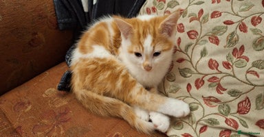 Mixed Breed cats Beautiful half ragdoll kittens for sale - Advert 4