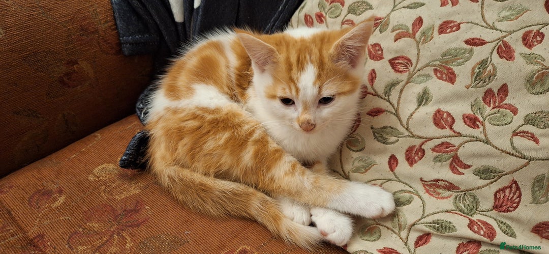 Mixed Breed cats for sale: Beautiful half ragdoll kittens for sale - Advert 2