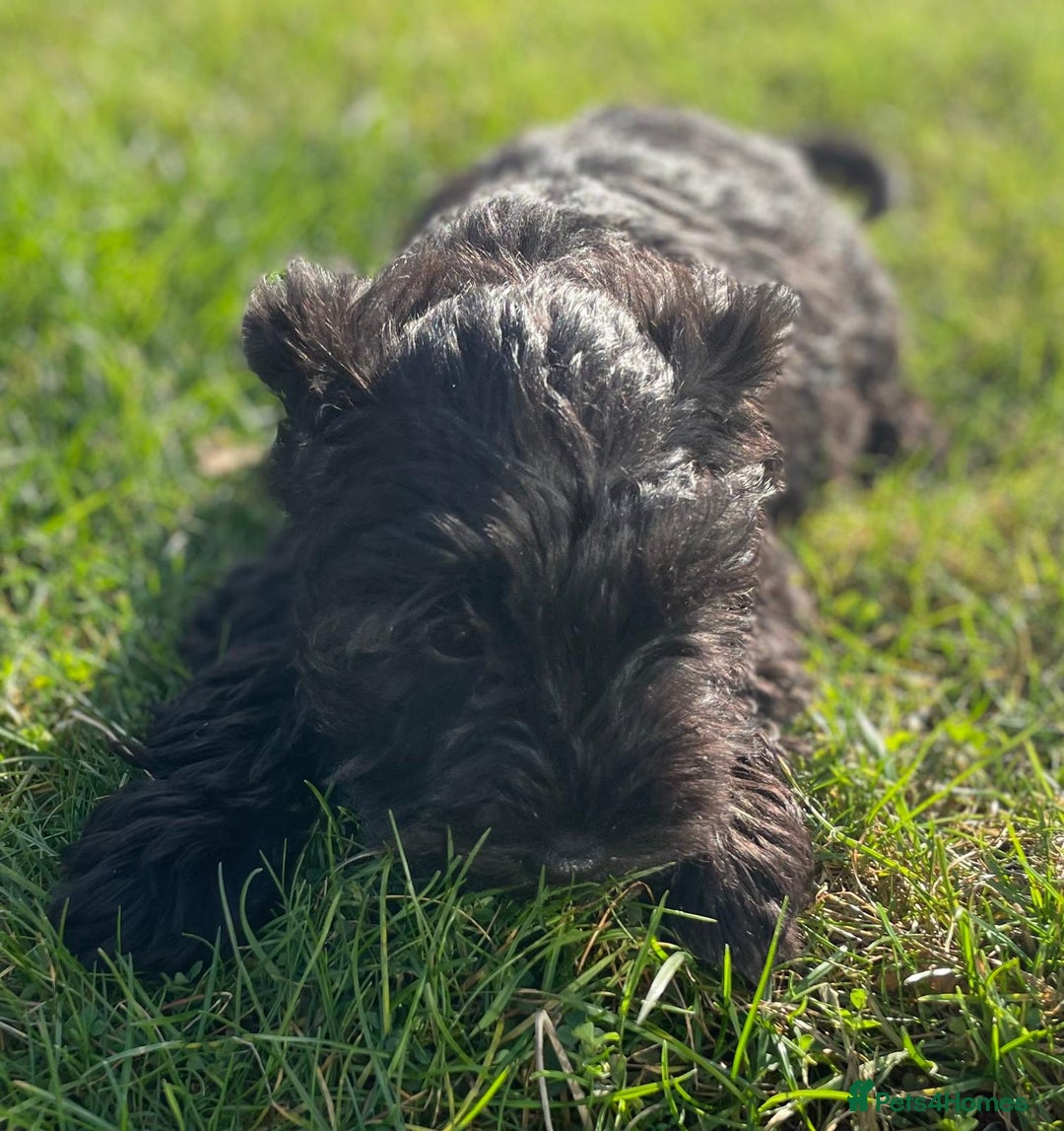 Miniature Schnauzer dogs for sale: KC Pedigree Mini Schnauzer - Advert 4
