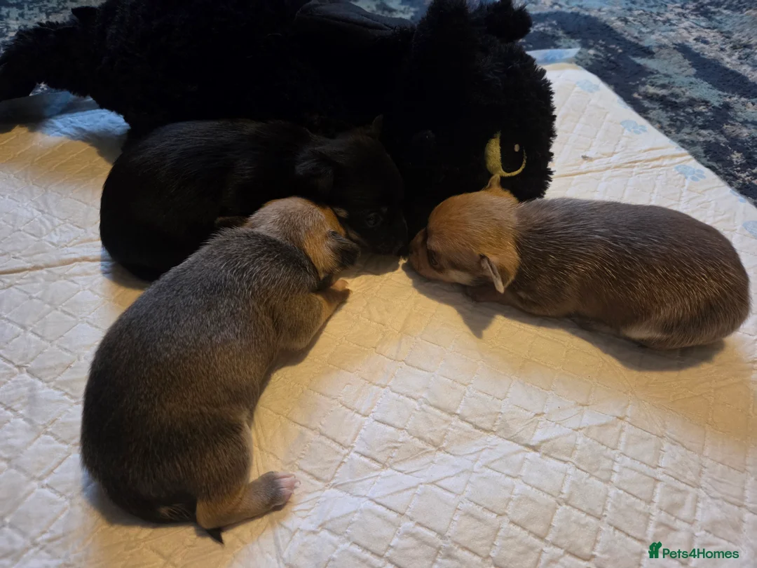 Chihuahua dogs for sale: Chihuahua Puppies - Advert 6