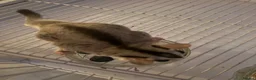 Sugar Glider rodents for sale: 2x Male sugar Gliders age 3 years in Stanford-le-Hope - Advert 2