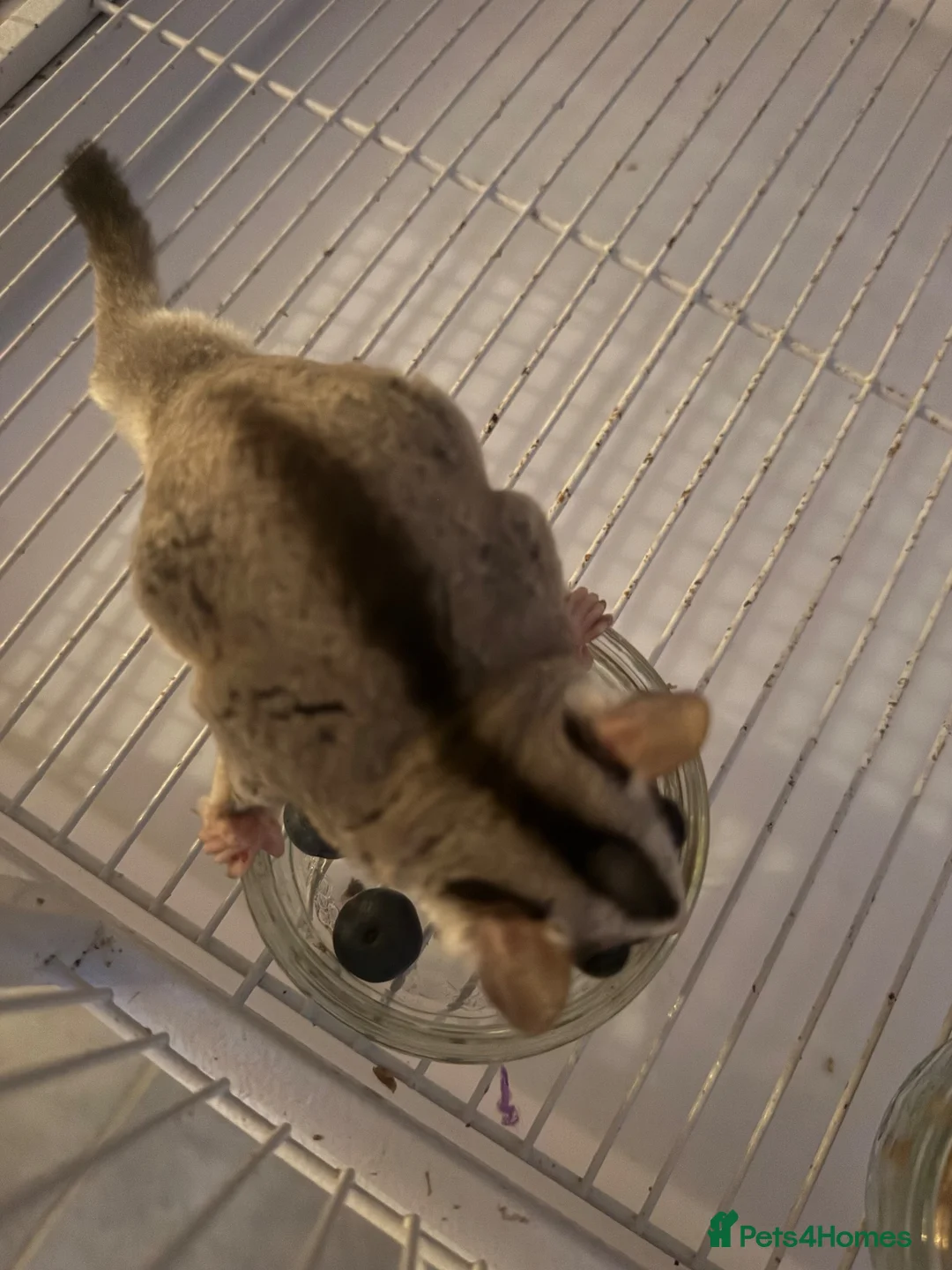 Sugar Glider rodents for sale: 2x Male sugar Gliders age 3 years in Stanford-le-Hope - Advert 2