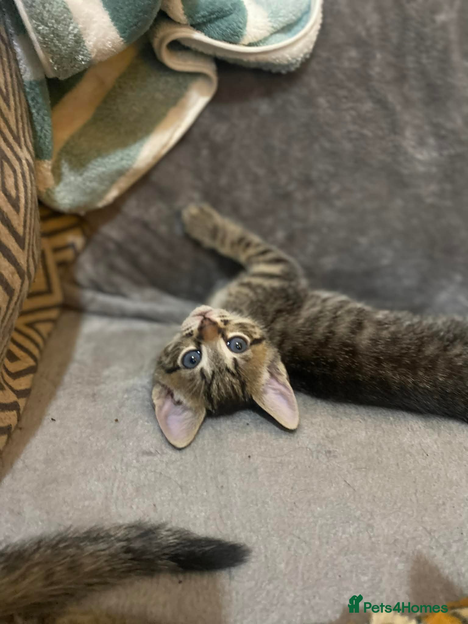 Mixed Breed cats Kittens looking for their forever homes  - Advert 6