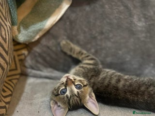 Mixed Breed cats Kittens looking for their forever homes - Advert 12