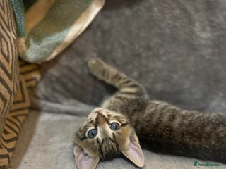 Mixed Breed cats Kittens looking for their forever homes - Advert 6