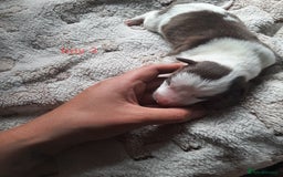 Border Collie dogs for sale: Border collie x Australian kelpie pups - Image 5