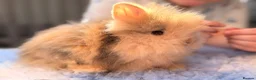 Lionhead rabbits for sale: PEDIGREE DOUBLE-MANE LIONHEADS 💕 - Advert 3