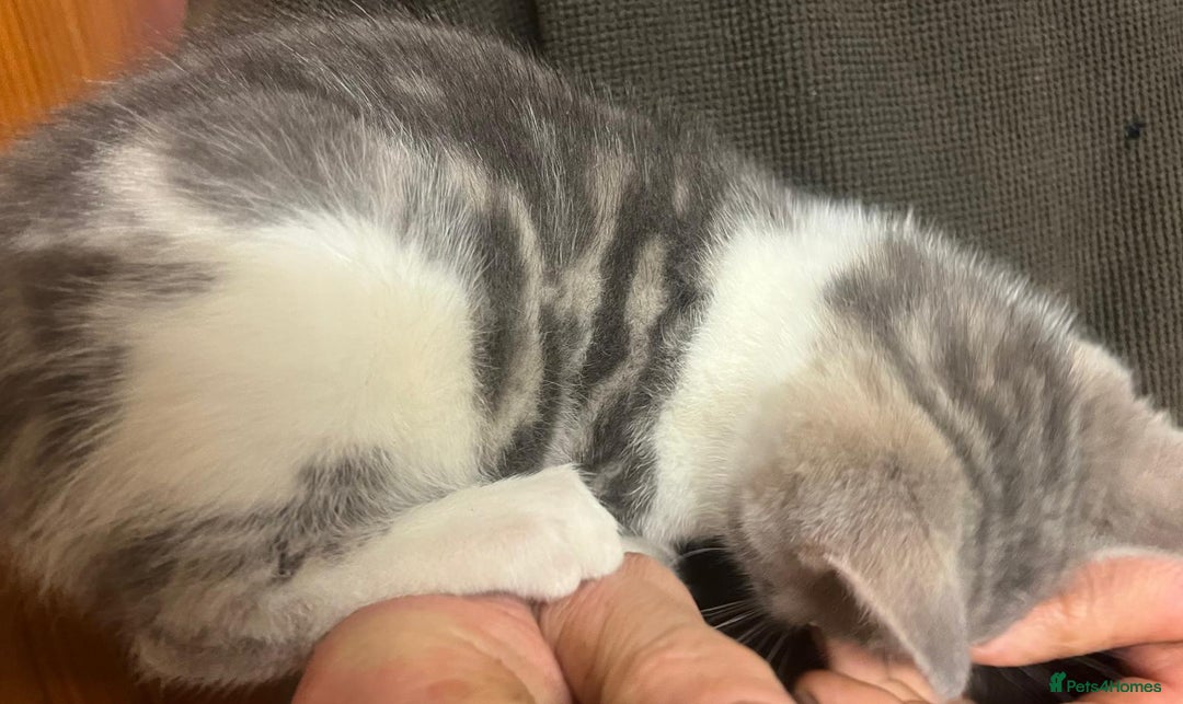 Mixed Breed cats for sale: Grey and white kittens ready now - Advert 16