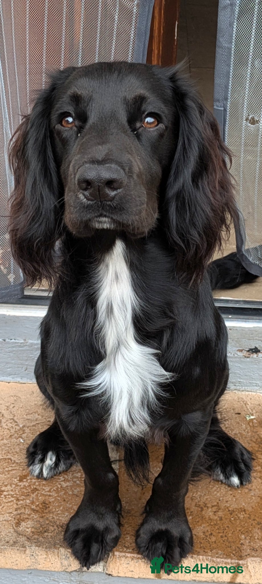 Cocker Spaniel dogs KC Registered Black Cocker Spaniel Stud (unproven) - Advert 1