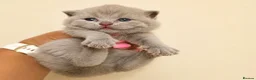 British Shorthair cats for sale: Stunning GCCF British Shorthair Kittens  - Advert 6