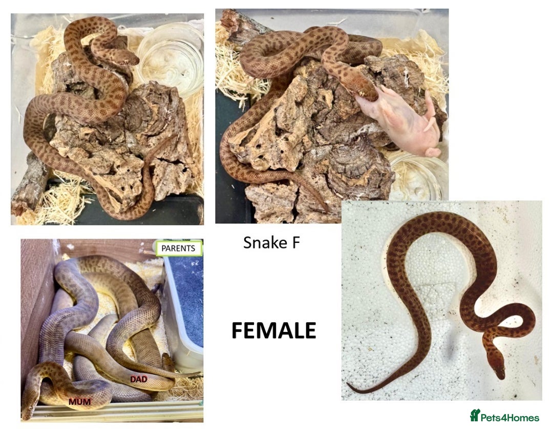 Python Snake reptiles for sale: Children’s Pythons (Antaresia childreni) - Advert 6