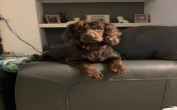 Cocker Spaniel dogs for stud: KC DNA CLEAR PROVEN STUD - Image 2