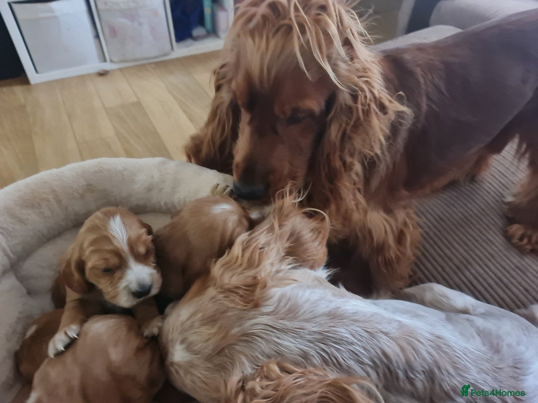 Cocker Spaniel dogs for sale: Golden Cocker Spaniel puppies (boy available) - Advert 34