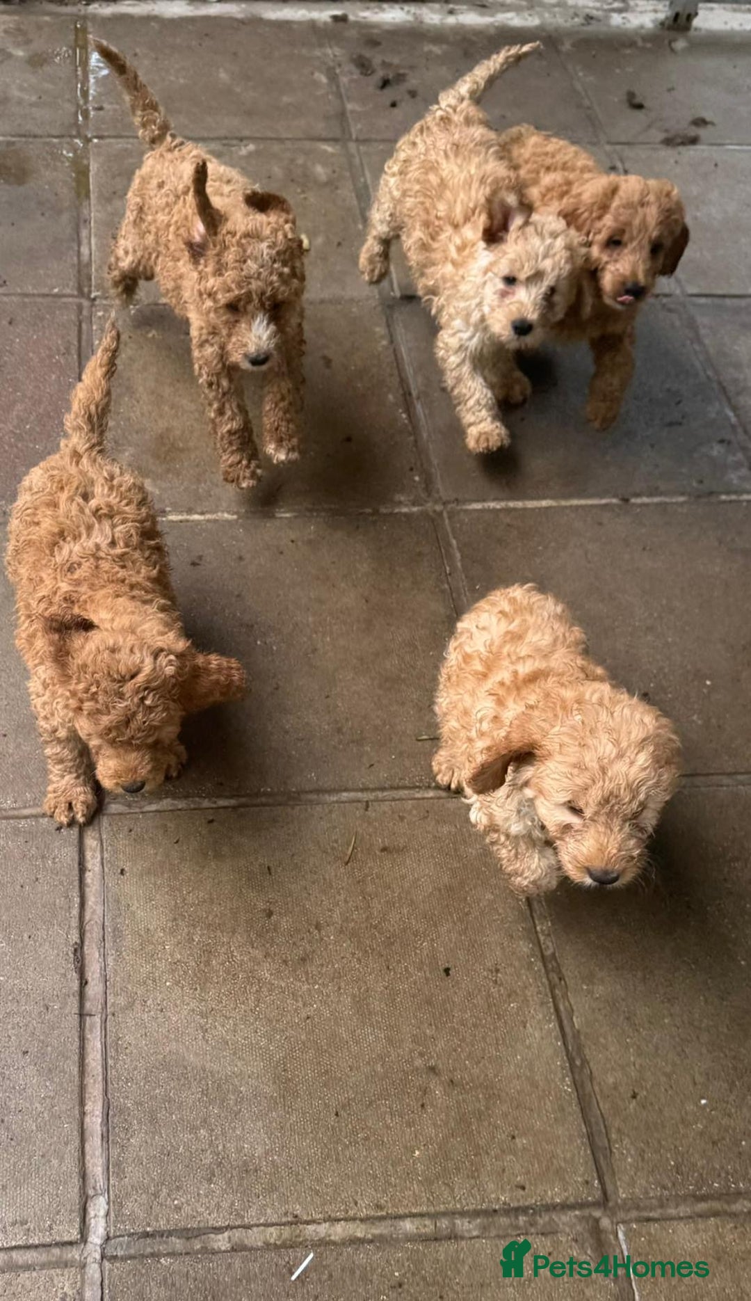 Australian Labradoodle dogs for sale: 5* Health tested Australian labradoodles  - Image 25