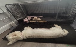 Mixed Breed dogs for sale: Westiepoo Pups For Sale - Image 7