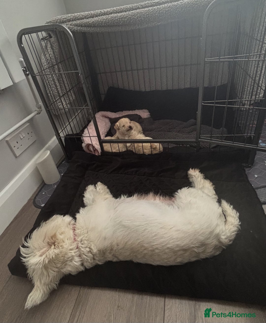 Mixed Breed dogs for sale: Westiepoo Pups For Sale - Image 7