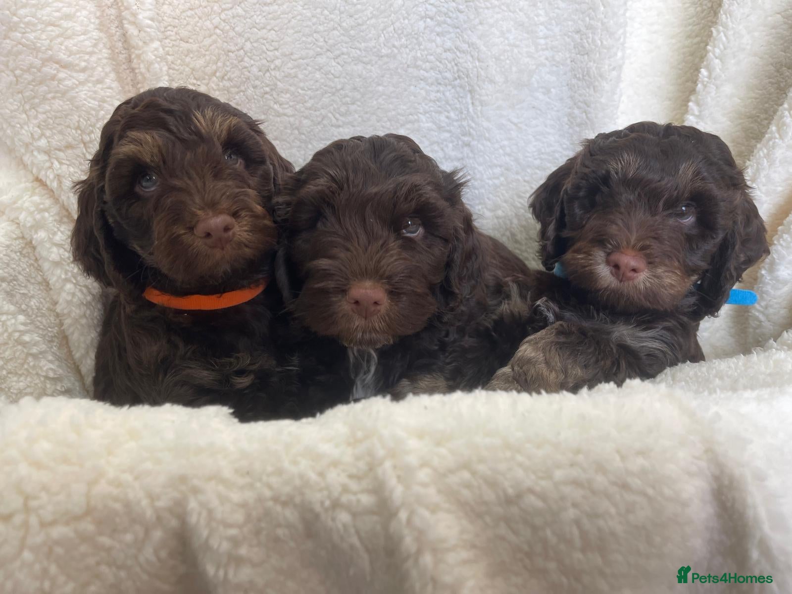 Cockapoo dogs Cockapoo puppies  - Advert 1