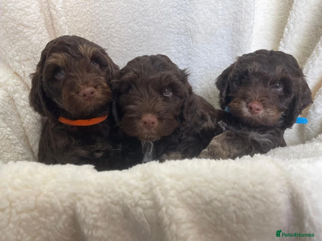 Cockapoo dogs for sale: Cockapoo puppies  - Advert 1