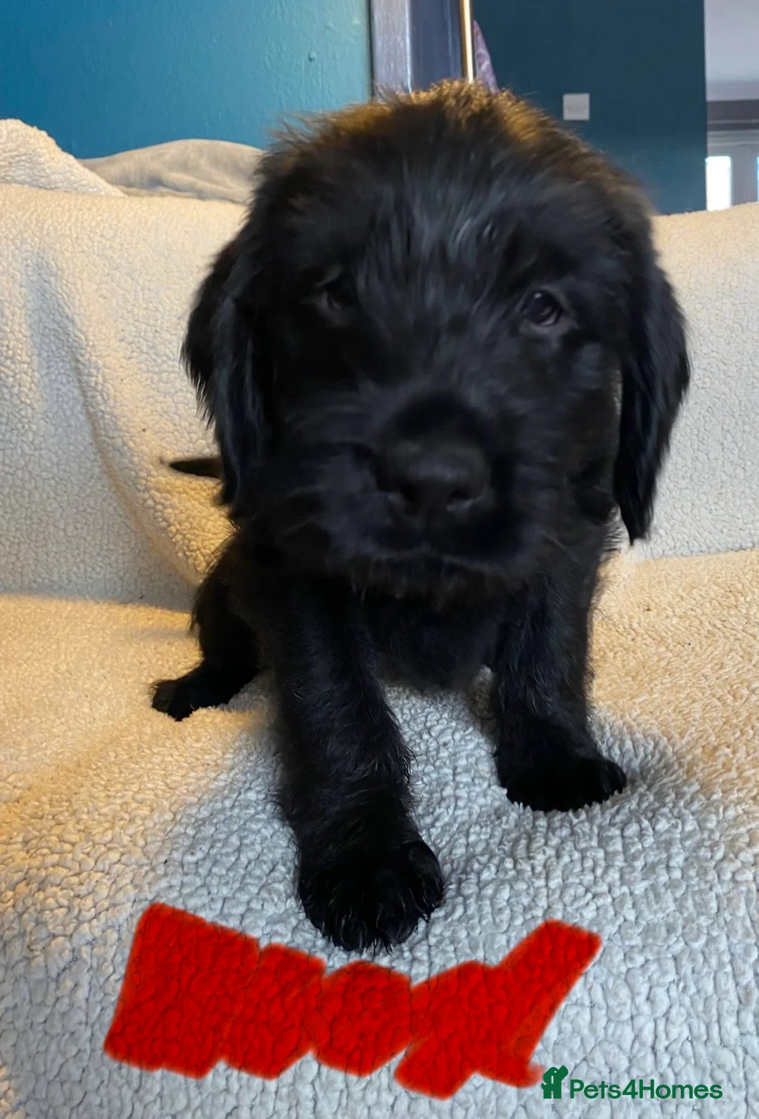 Mixed Breed dogs for sale: Labrador pups ready now  - Advert 7