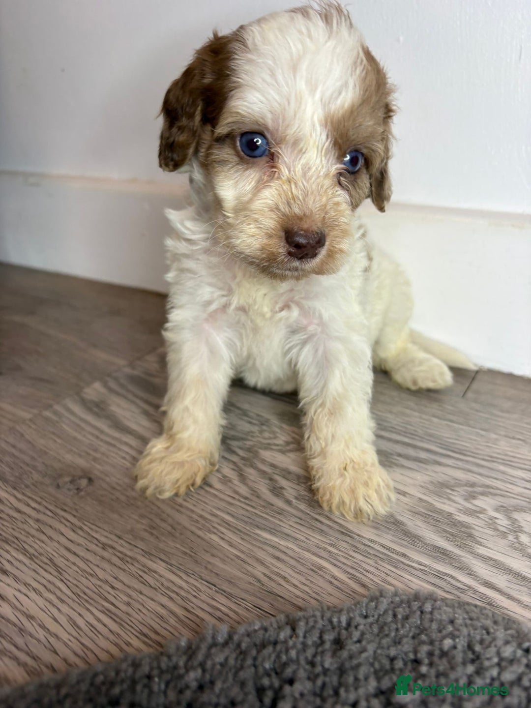 Cockapoo dogs for sale: Cockapoo puppies  - Advert 3