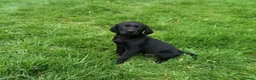 Labrador Retriever dogs for sale: KC reg Labrador Dog pup in Ripon - Advert 1