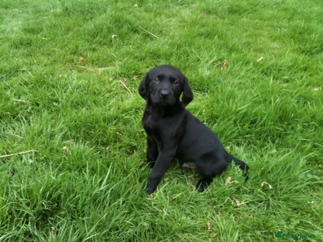 Labrador Retriever dogs for sale: KC reg Labrador Dog pup in Ripon - Advert 1