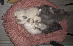 Siberian cats for sale: 5 stunning Siberian dolls! - Advert 3