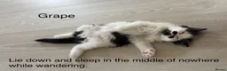 Mixed Breed cats for sale: Bobtail and Ragdoll mixed - Advert 33