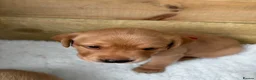 Labrador Retriever dogs for sale: Gorgeous Labrador puppies  - Advert 6