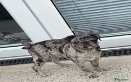 Pug dogs for sale: Beautiful female Pug - Image 9