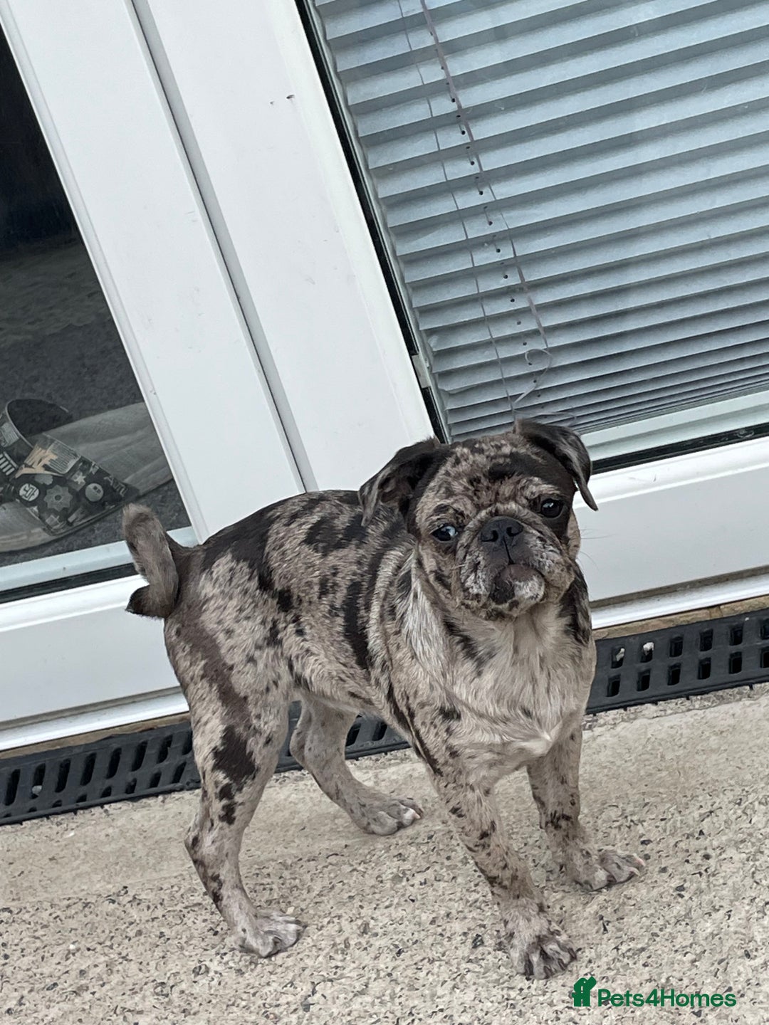 Pug dogs for sale: Beautiful female Pug - Image 9