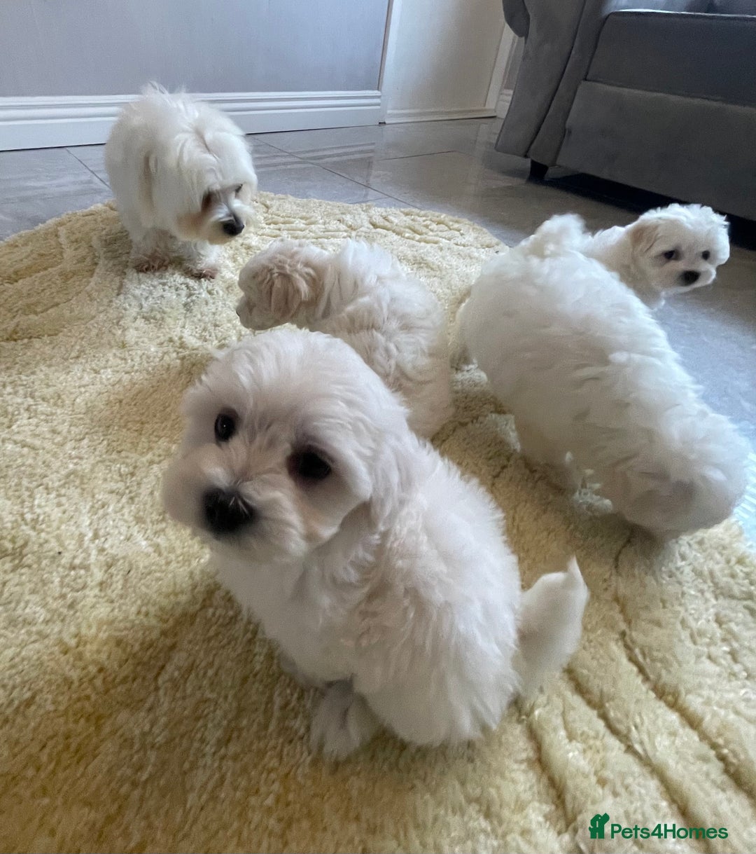 Maltipoo dogs for sale: 🐾 maltipoo puppy’s 🐾 - Image 21