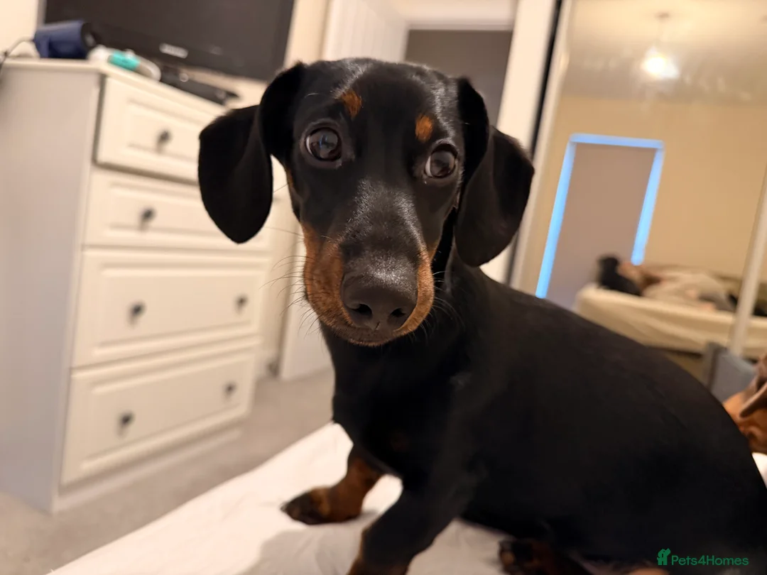 Dachshund dogs for adoption: Minnie and Gizmo in Corby - Advert 2