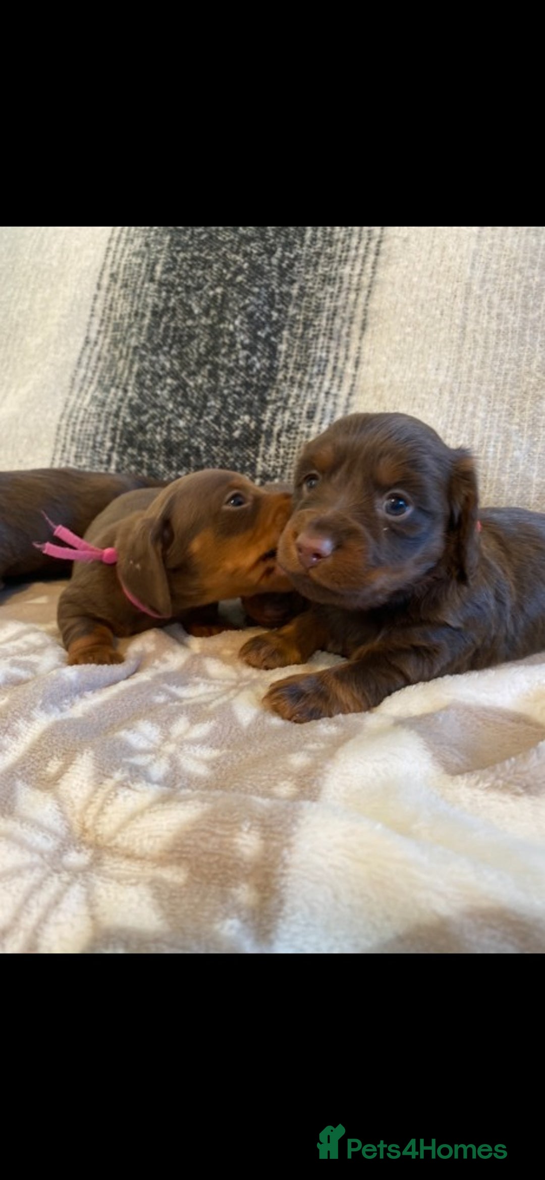 Miniature Dachshund dogs for sale: Miniature Dachshund Puppies Chocolate and Tan KC - Advert 25
