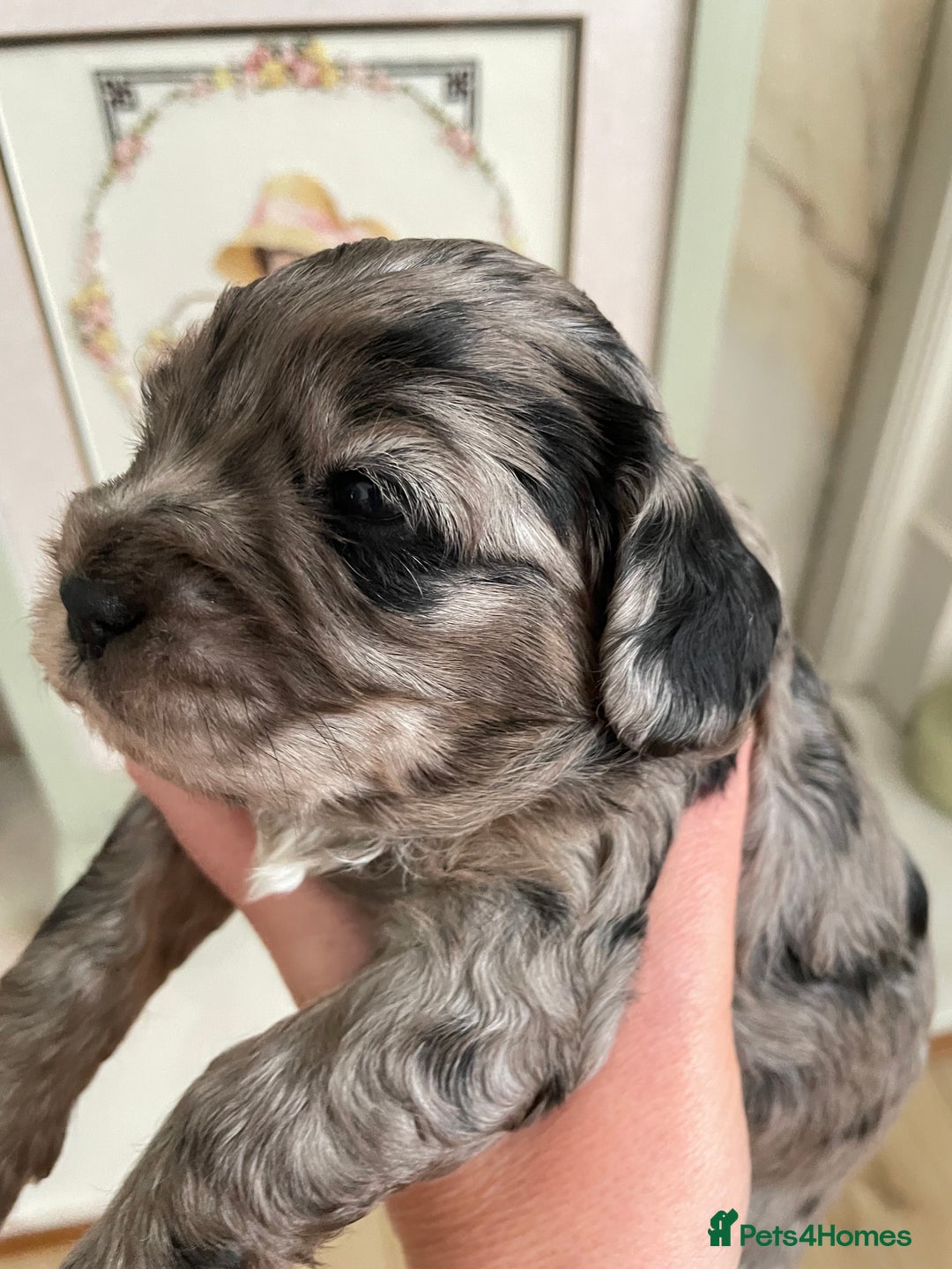 Cavapoo dogs for sale: F1 cavapoos puppies DNA Clear  - Image 8