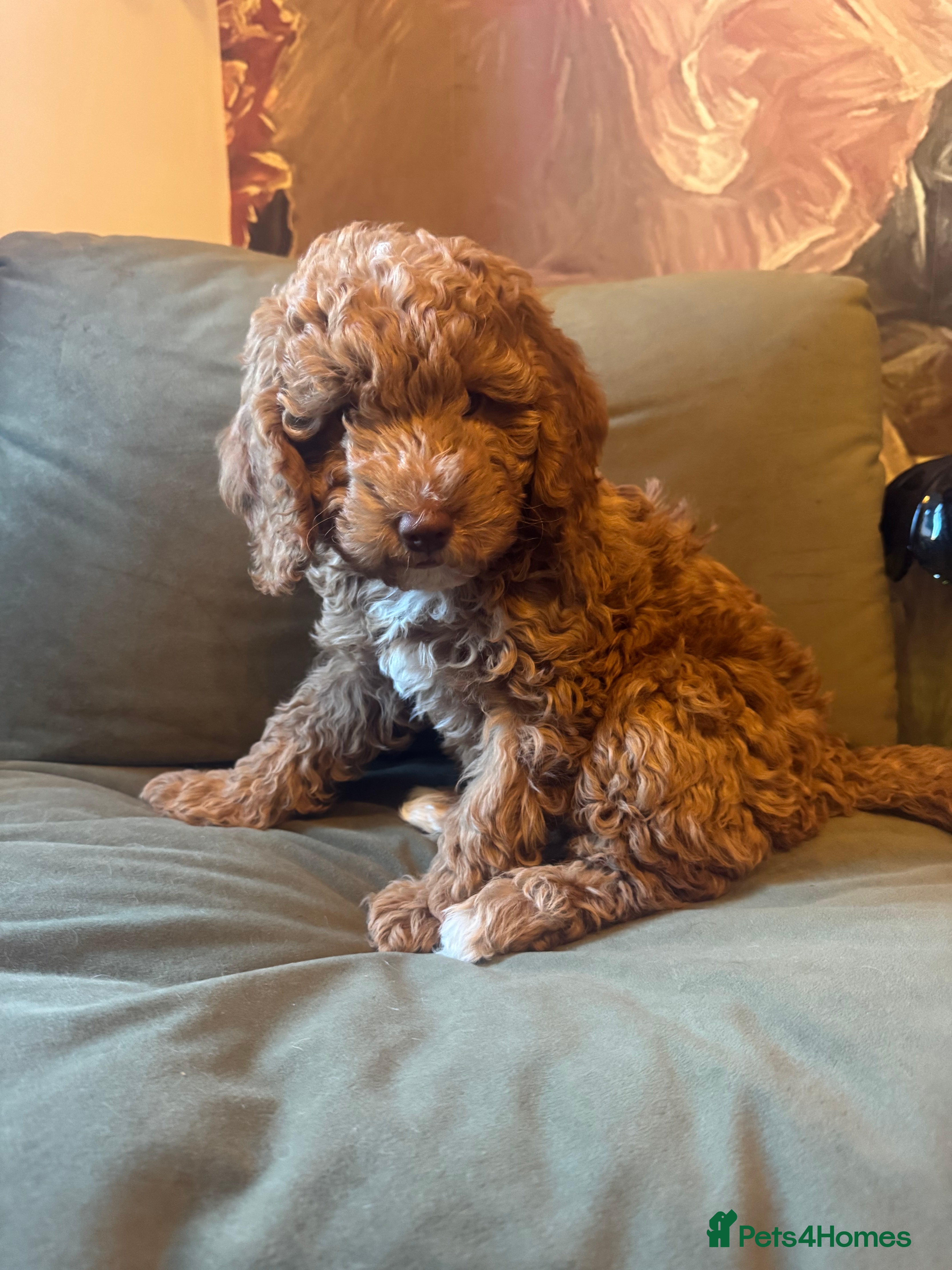 Cockapoo dogs Cockapoo pups ready 24th Dec healthtested parents  - Advert 6