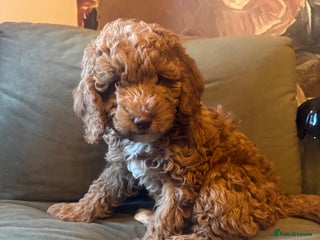 Cockapoo dogs Cockapoo pups ready 24th Dec healthtested parents - Advert 6