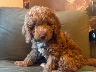 Cockapoo dogs Cockapoo pups ready 24th Dec healthtested parents - Advert 7