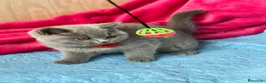 British Shorthair Kitten 8