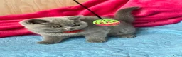 British Shorthair cats for sale: GCCF🏆ChampionBloodline 5GENpedigree BSHblue/lilac - Advert 22