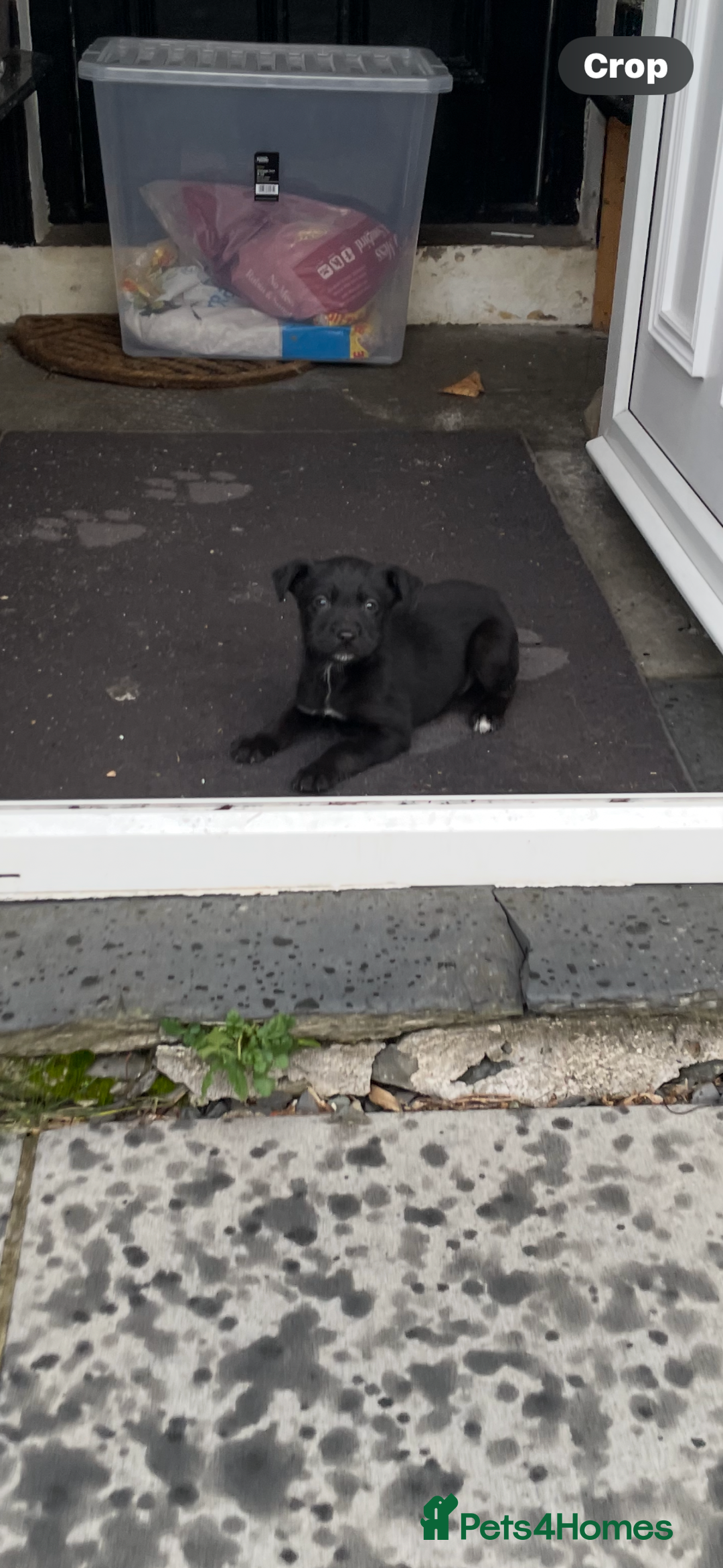 Borador dogs for sale: ⚫️lab x collie puppies ⚪️ - Advert 17