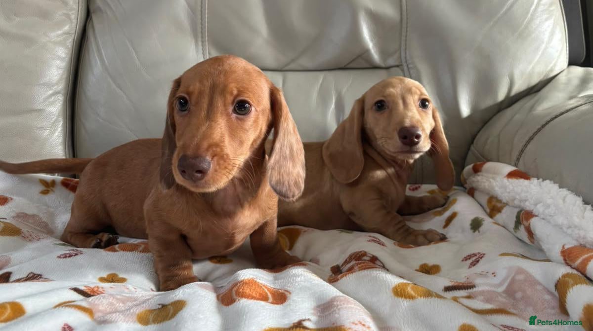 Miniature Dachshund dogs for sale: FULLY VACCINATED MINI DAXI KC REG PRA CLEAR - Advert 1