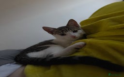 Mixed Breed cats for sale: Male kitten - Image 2