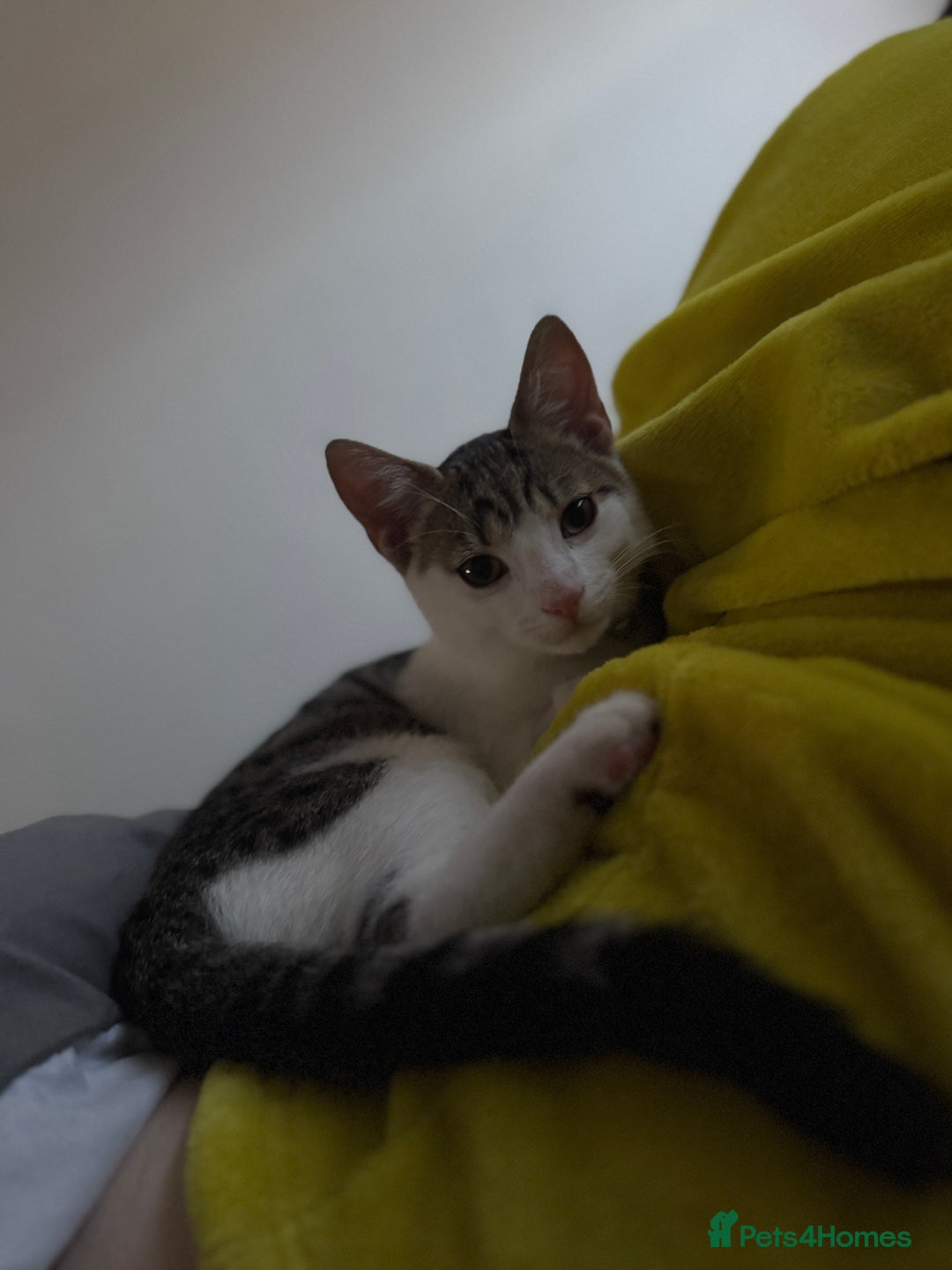 Mixed Breed cats for sale: Male kitten - Image 2