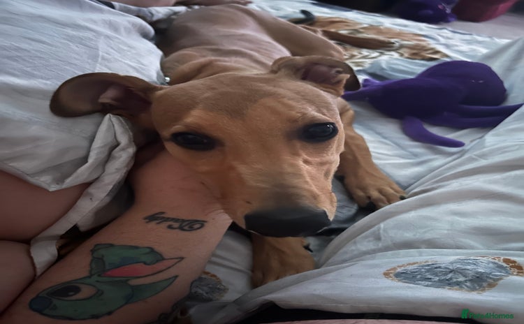 Lurcher dogs - Advert 1